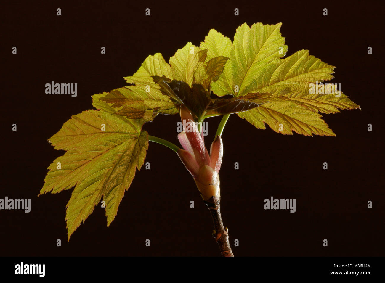 Appena emerse Sycamore Acer pseudoplatanus foglie in primavera Foto Stock