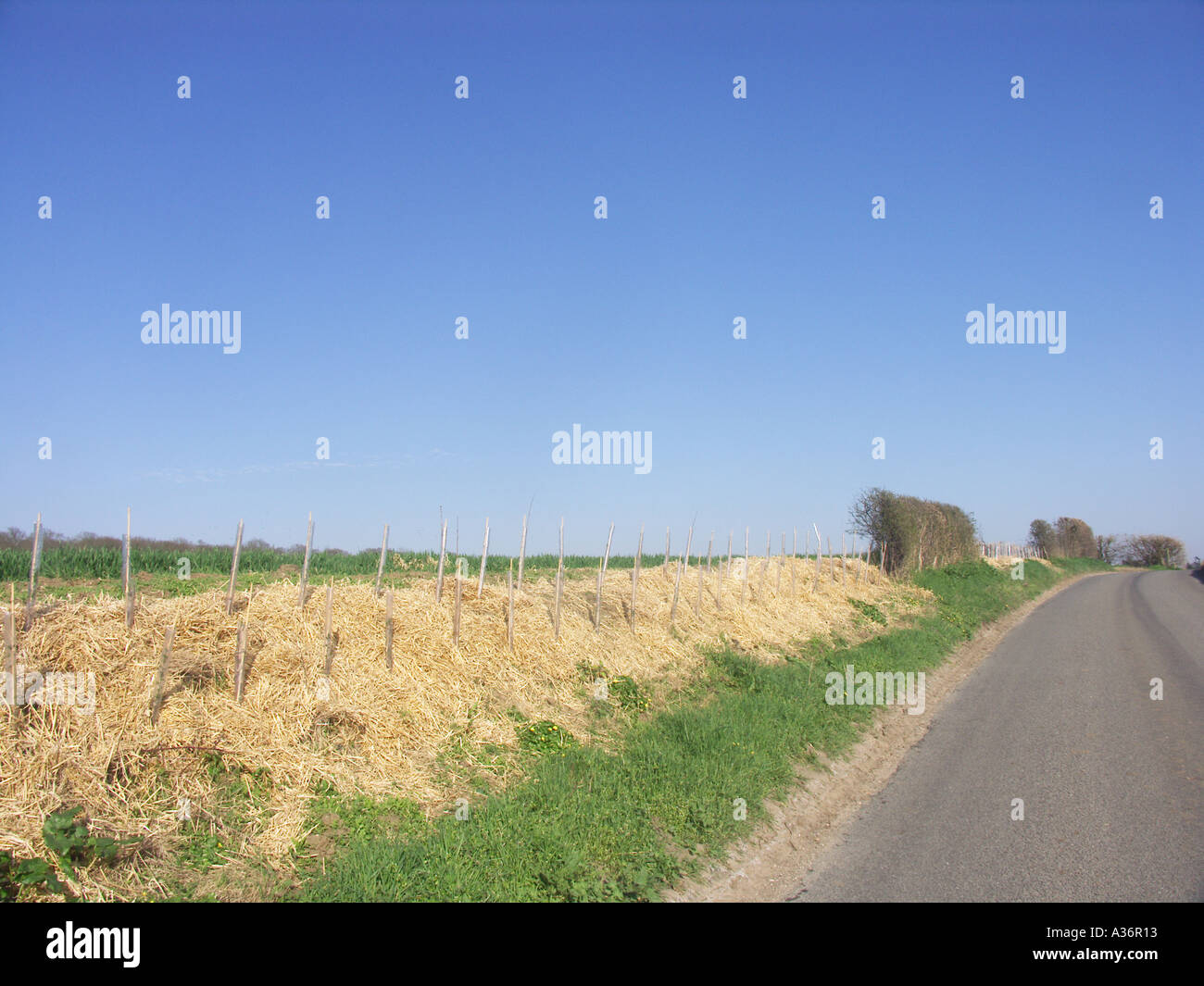 La posa di un nuovo hedge Suffolk in Inghilterra Foto Stock