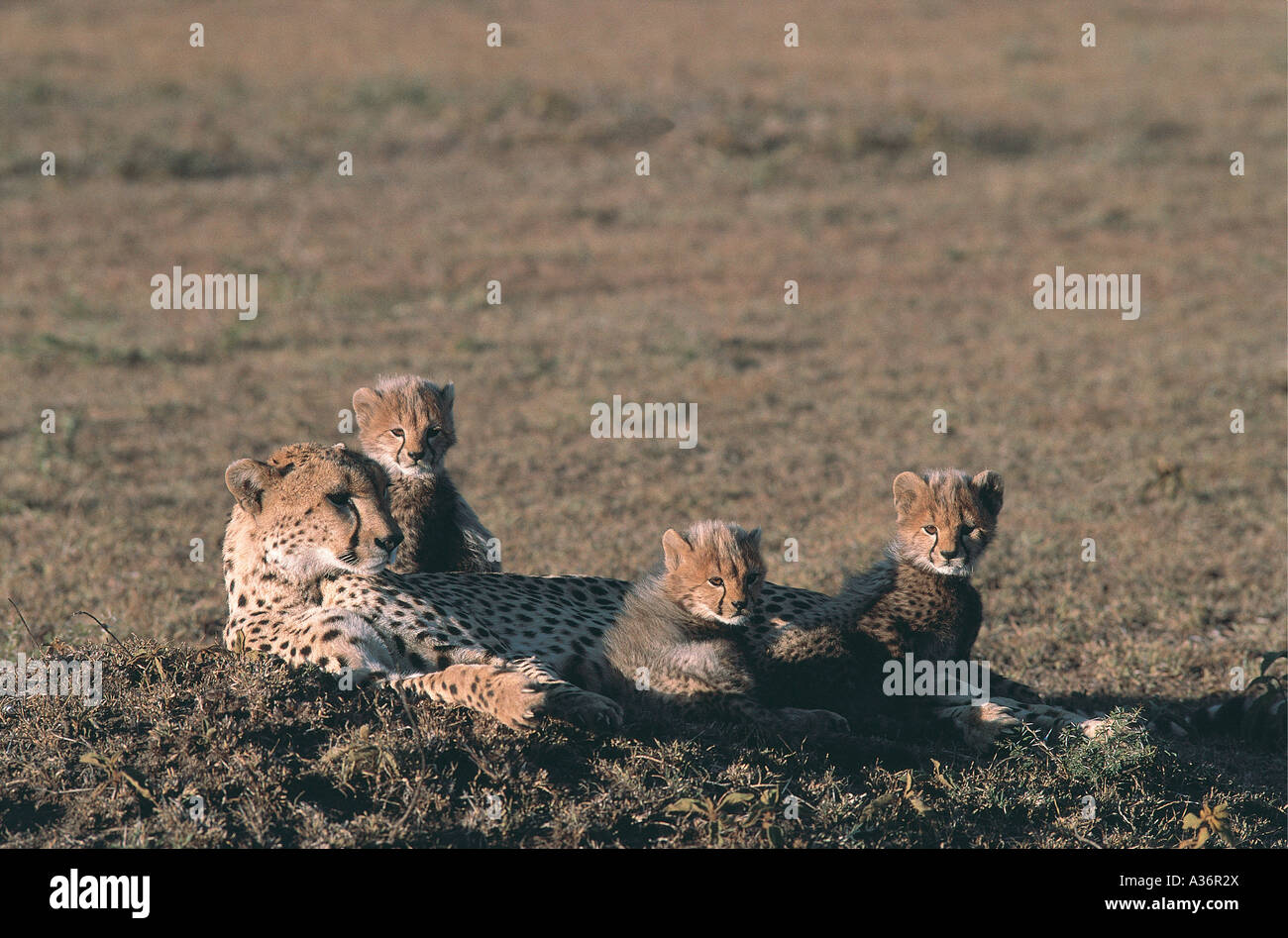 Madre Cheetah in appoggio con i suoi tre da più di un mese i cuccioli nel Masai Mara National Park Kenya Africa orientale Foto Stock