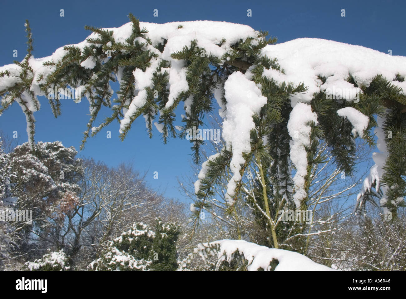 Ramo di albero dettaglio a St Martin s chiesa herne kent nella neve Foto Stock