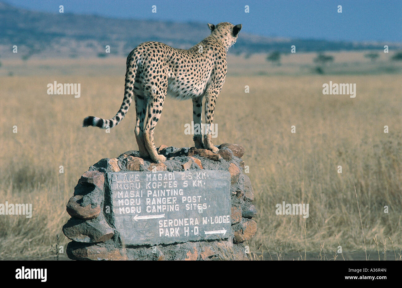 Cheetah permanente sulla sommità del cartello stradale nel Parco Nazionale del Serengeti Tanzania Foto Stock