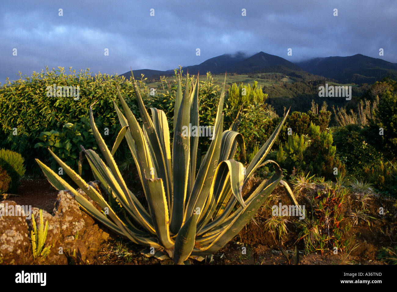 Paesaggio di San Miguel Island Azzorre Foto Stock