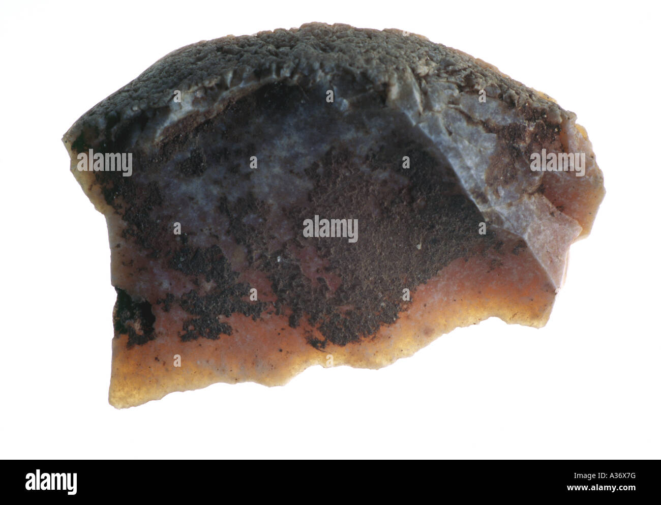 Chert raschiatore, Cipro Foto Stock