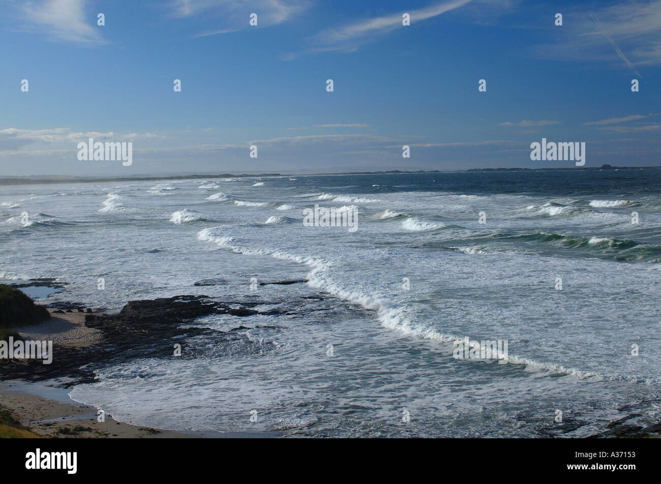 I cavalli bianchi verso Isola Santa Foto Stock