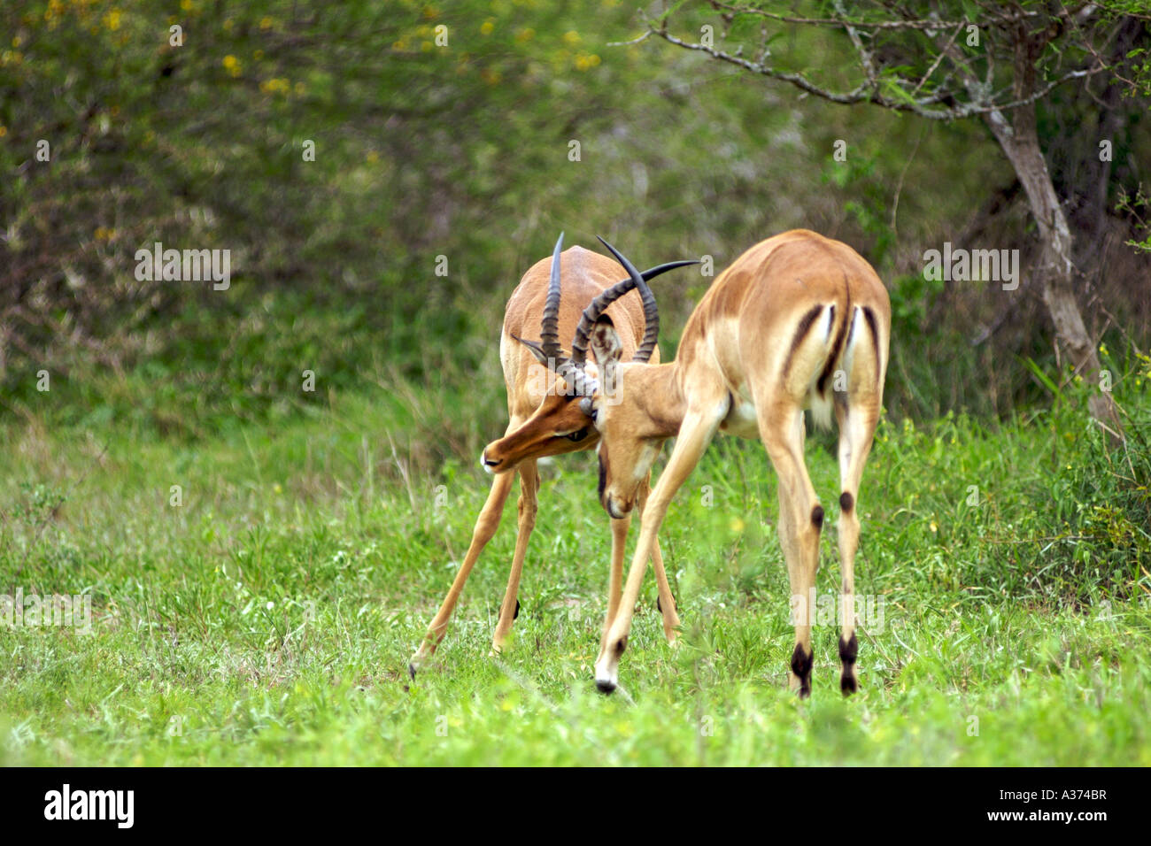 Due maschio impala (Apyceros melampus) la lotta in Sud Africa il Parco Nazionale Kruger. Foto Stock
