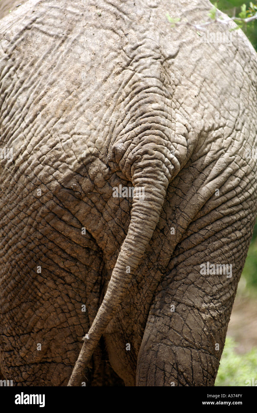 Un elefante dell'estremità posteriore in Sud Africa il Parco Nazionale Kruger. Foto Stock