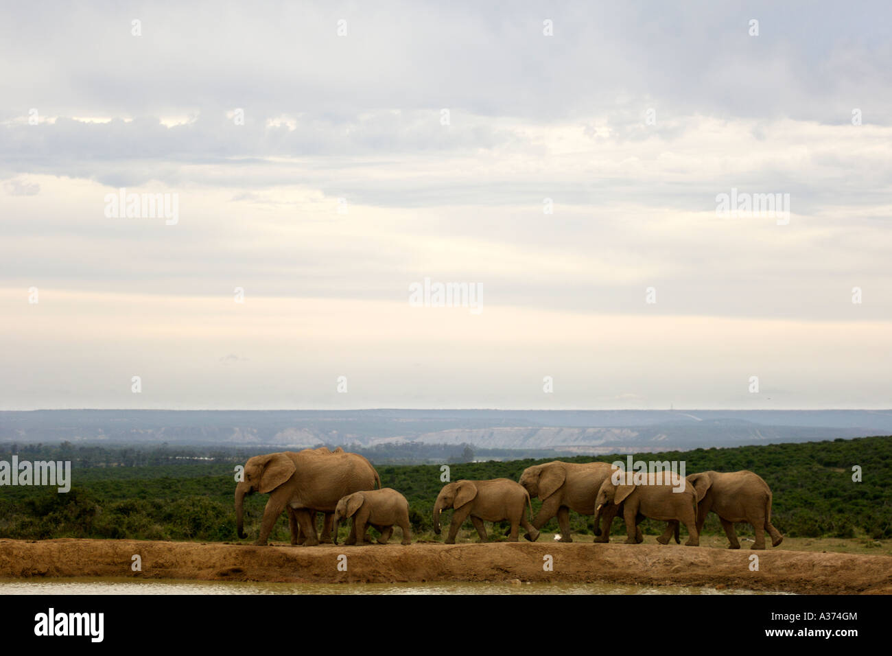 Allevamento di elefante africano (Loxodonta africana) a waterhole nell'Addo Elephant National Park in Sud Africa orientale della provincia del Capo Foto Stock