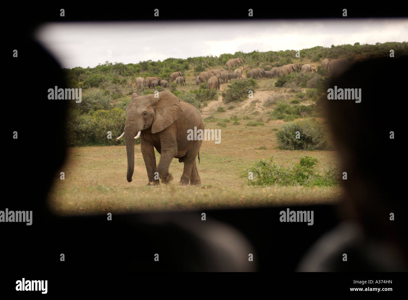I turisti a guardare gli elefanti da nascondere nell'Addo Elephant National Park in Sud Africa orientale della provincia del Capo. Foto Stock
