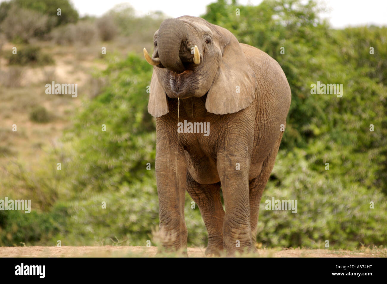 Un elefante africano (Loxodonta africana) bere all'Addo Elephant National Park in Sud Africa orientale della provincia del Capo. Foto Stock