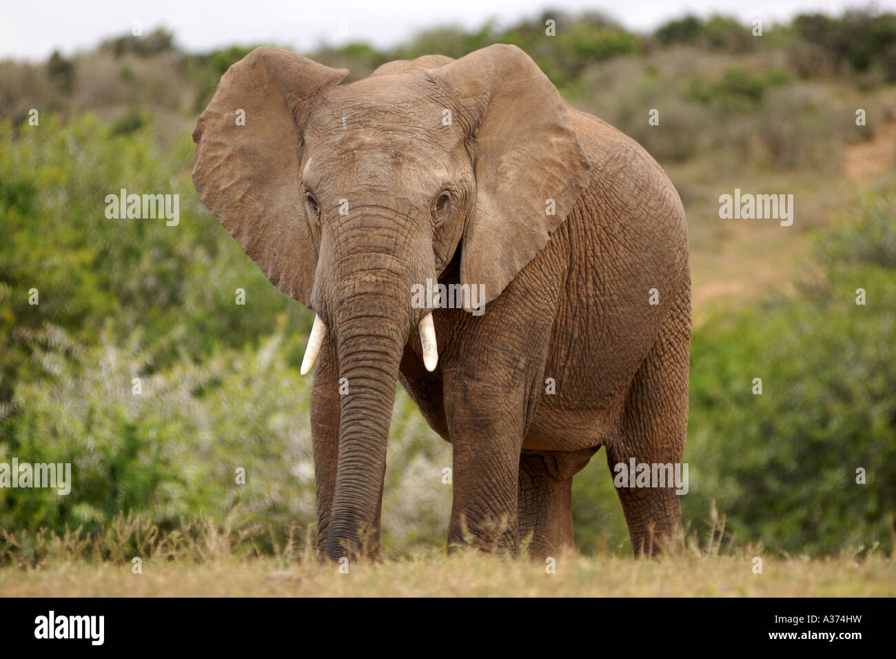 Un elefante africano (Loxodonta africana) nell'Addo Elephant National Park in Sud Africa orientale della provincia del Capo. Foto Stock
