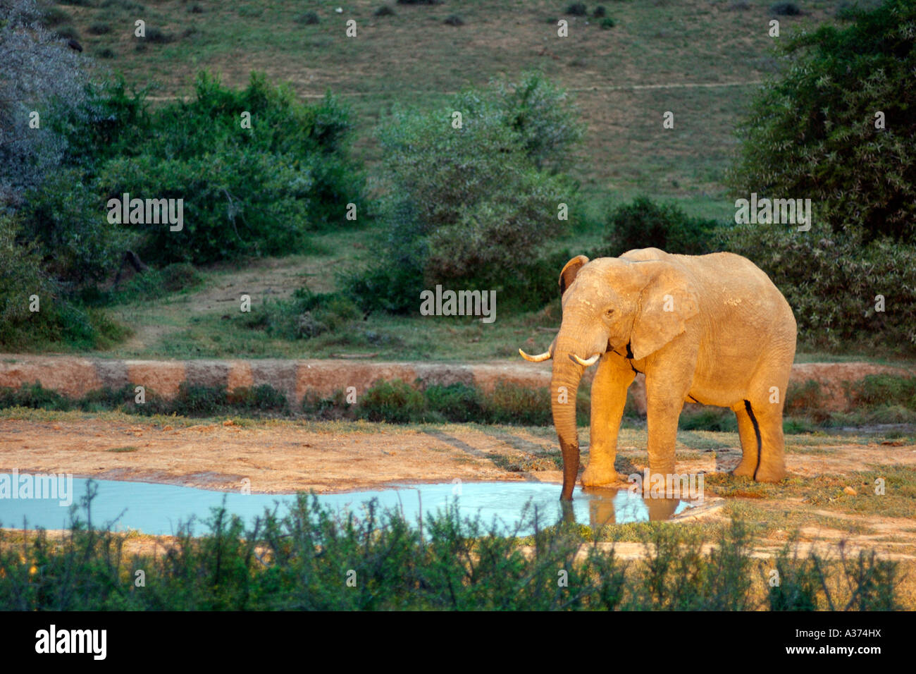 Un elefante solitario di bere da una illuminata Watering Hole al crepuscolo in Addo Elephant National Park in Sud Africa. Foto Stock