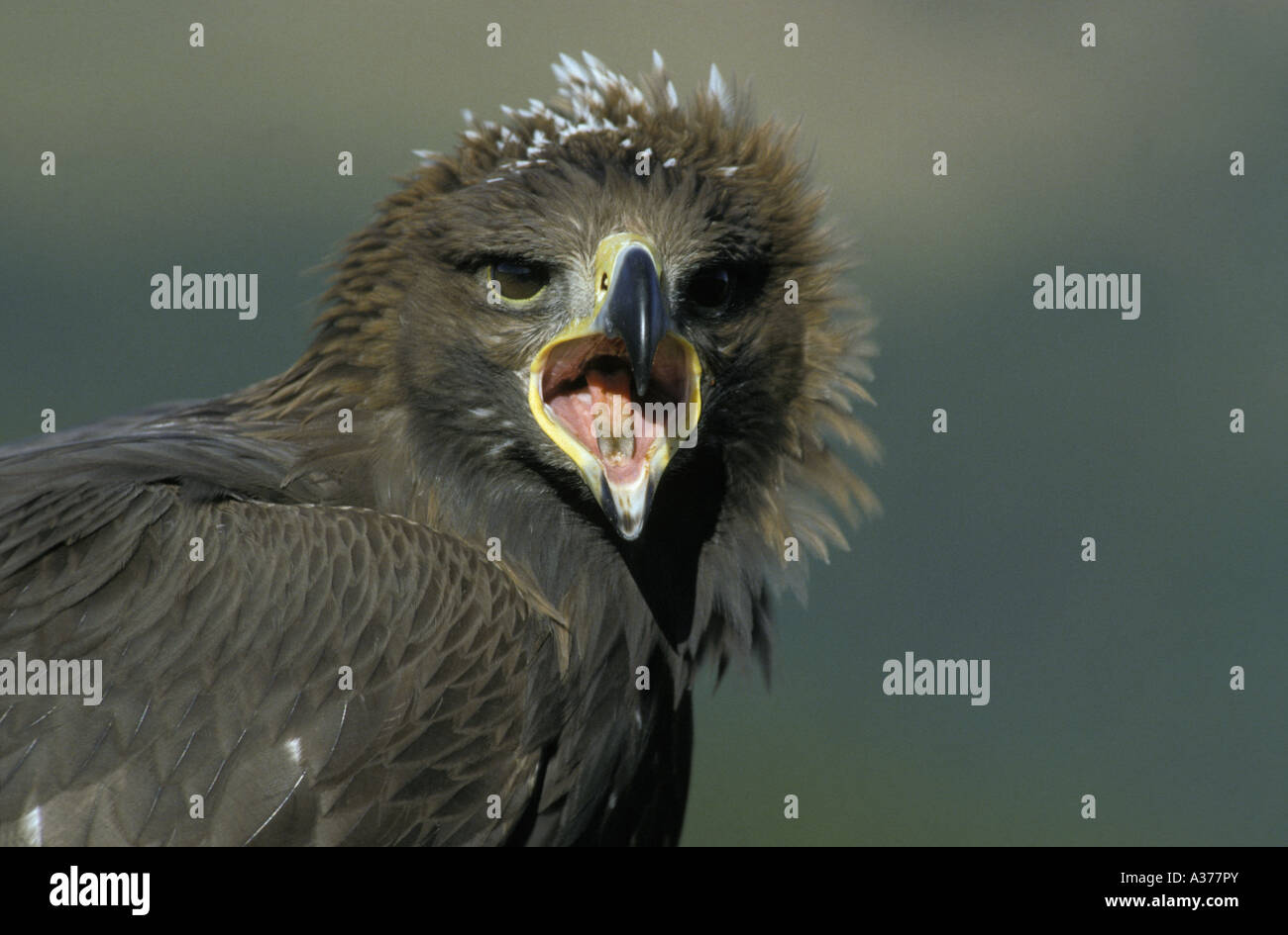 Aquila reale (Aquila chrysaetos), Austria Foto Stock