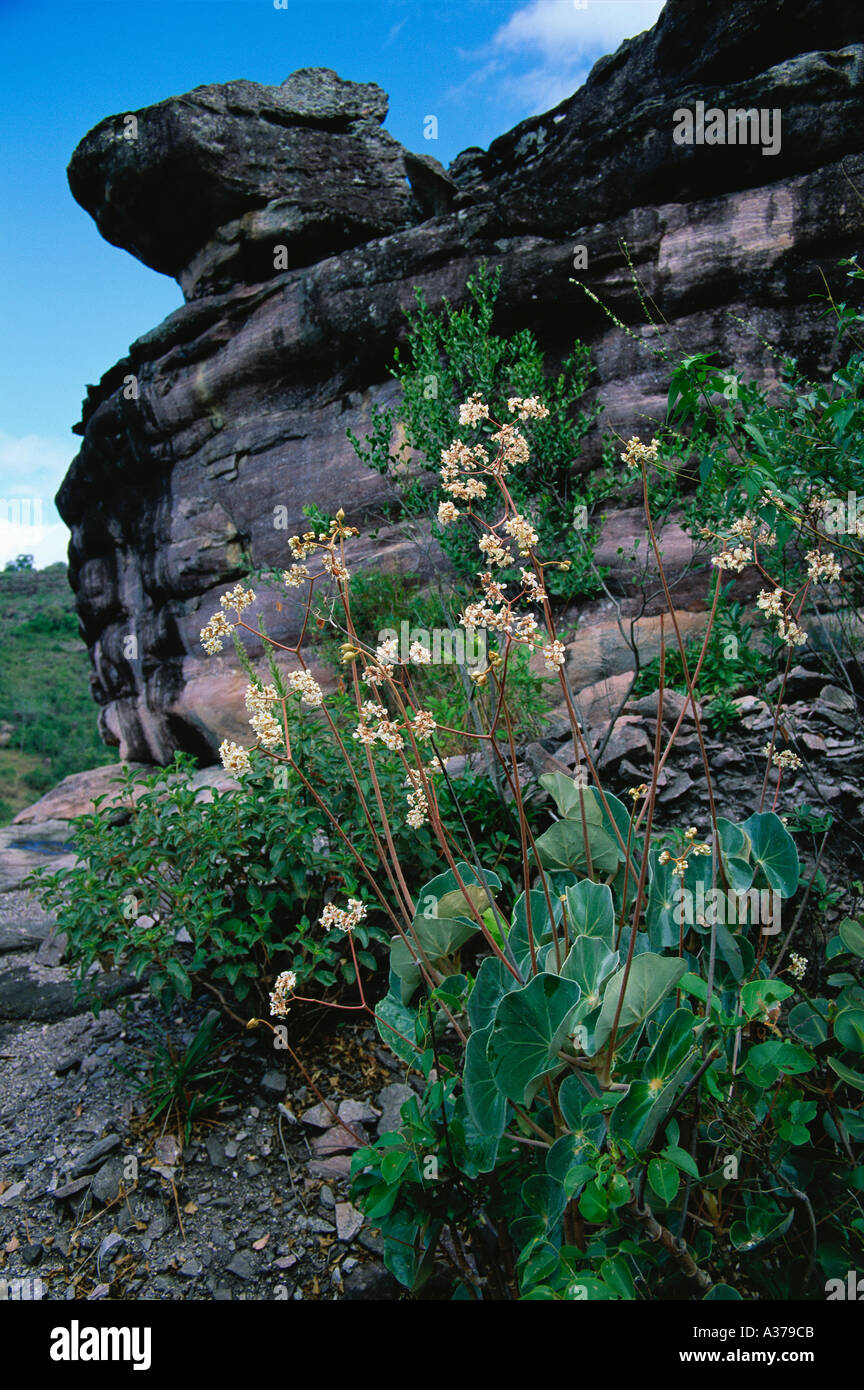 Fioritura della Begonia grisea in "campos rupestres" (vegetazione sassicolosa, che cresce tra le rocce) nella catena montuosa della Serra do Espinhaque nella Chapada Diamantina, altopiani brasiliani, stato di Bahia Brasile Foto Stock