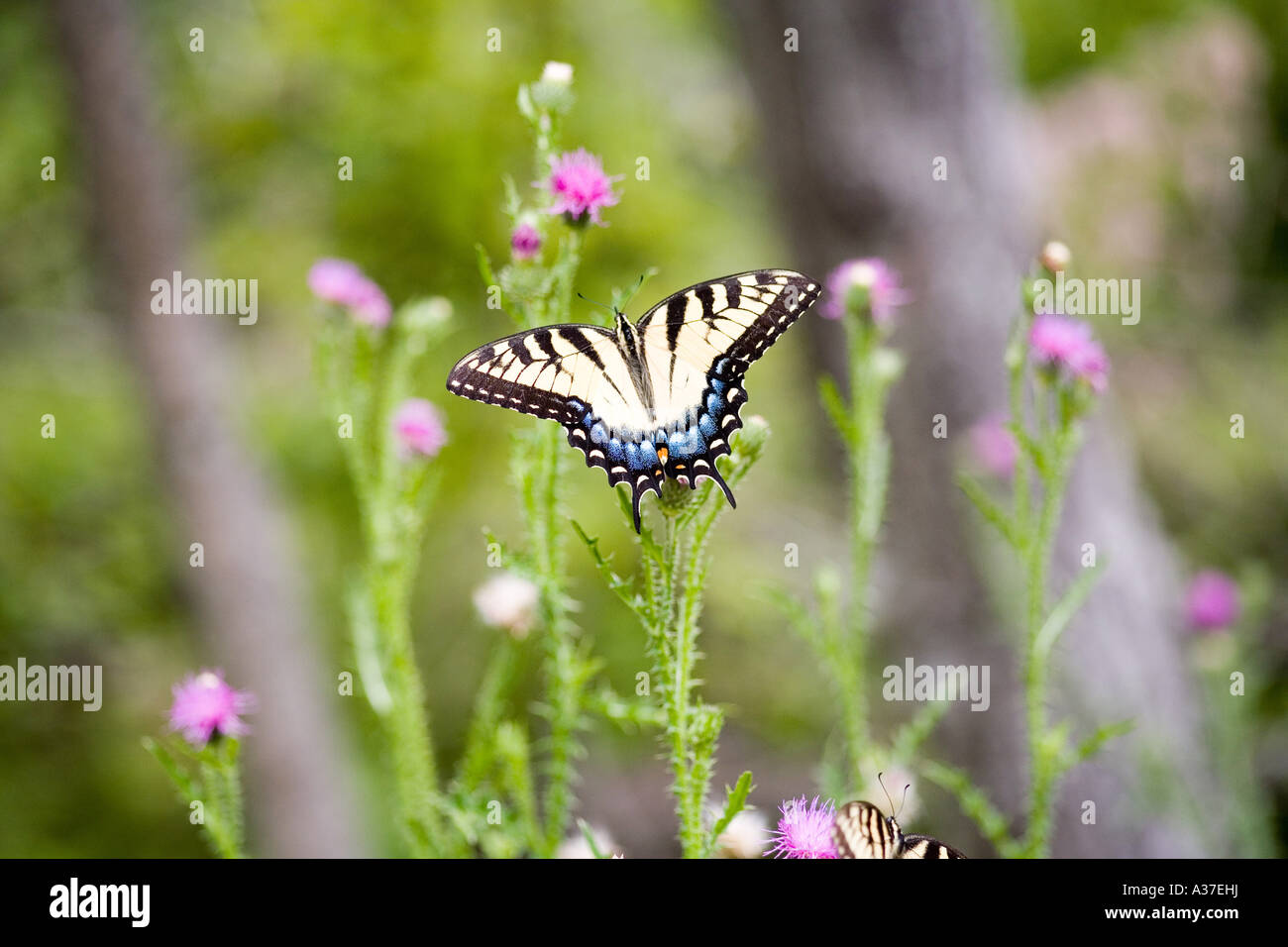 Monark Butterfly Foto Stock