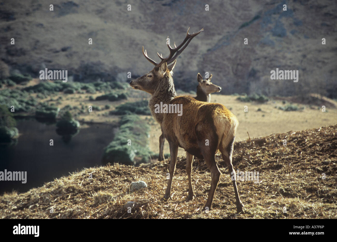 Diffidare di cervi rossi Stag & Hind, Glen Etive, Scozia Foto Stock