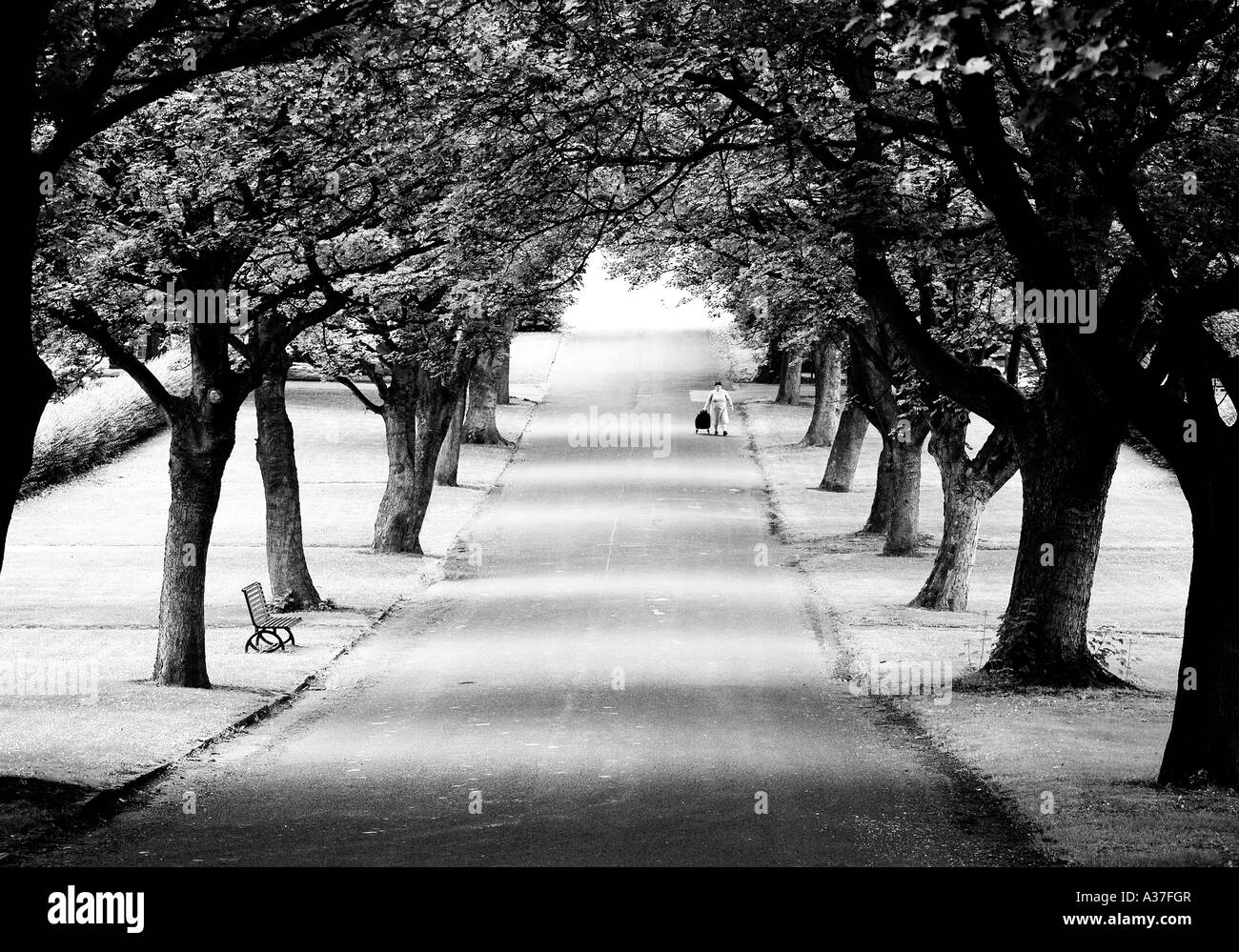 Una donna è inattivo lungo una strada in un cimitero, arcuato con grandi alberi lungo il suo percorso in bianco e nero. Foto Stock