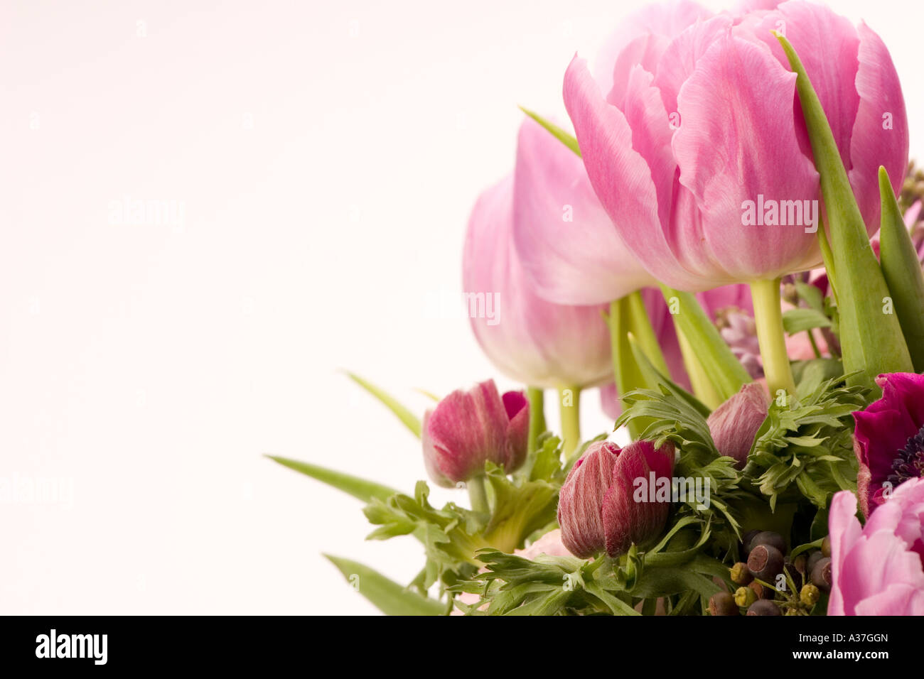 Tulip, Anemone, Lilla e bacche Foto Stock