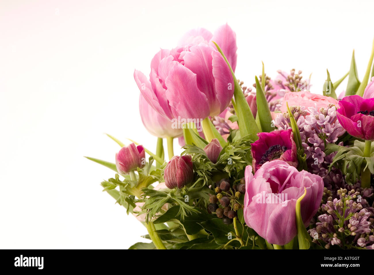 Tulip, Anemone, Lilla e bacche Foto Stock