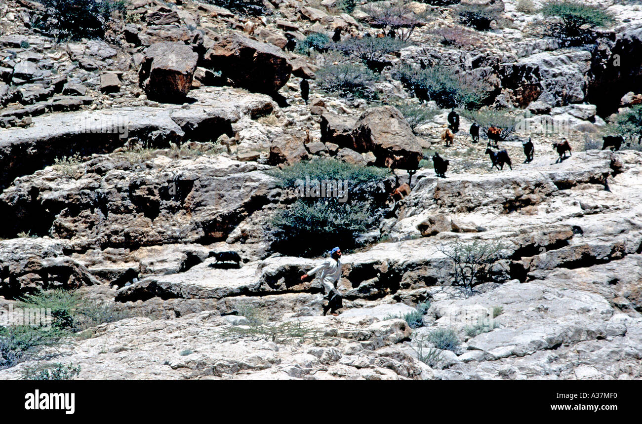 Herder tenendo capre di un pool di Wadi In Sharqiya In Oman Foto Stock