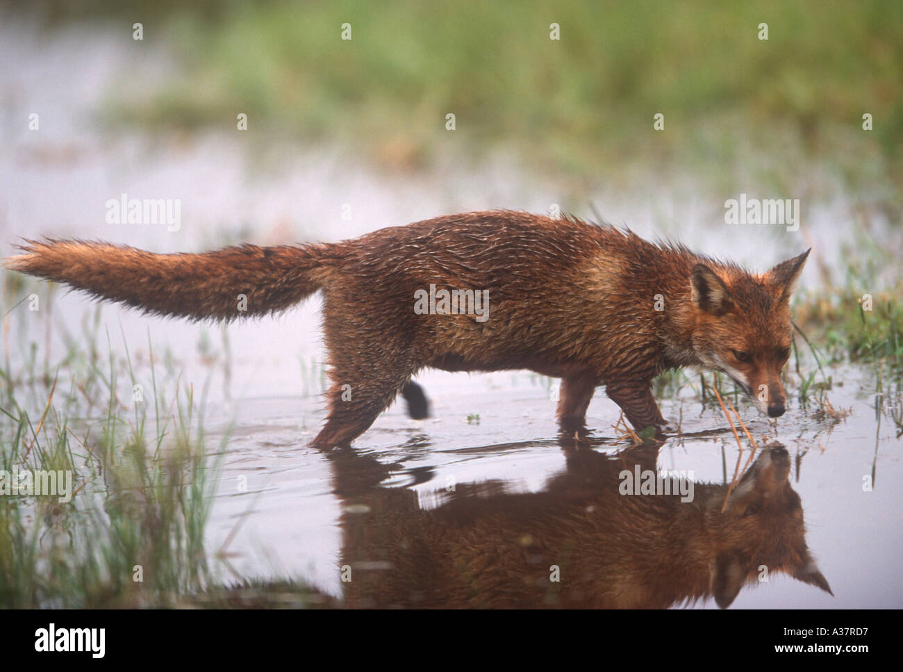 Fox animali mondo naturale del Galles Foto Stock