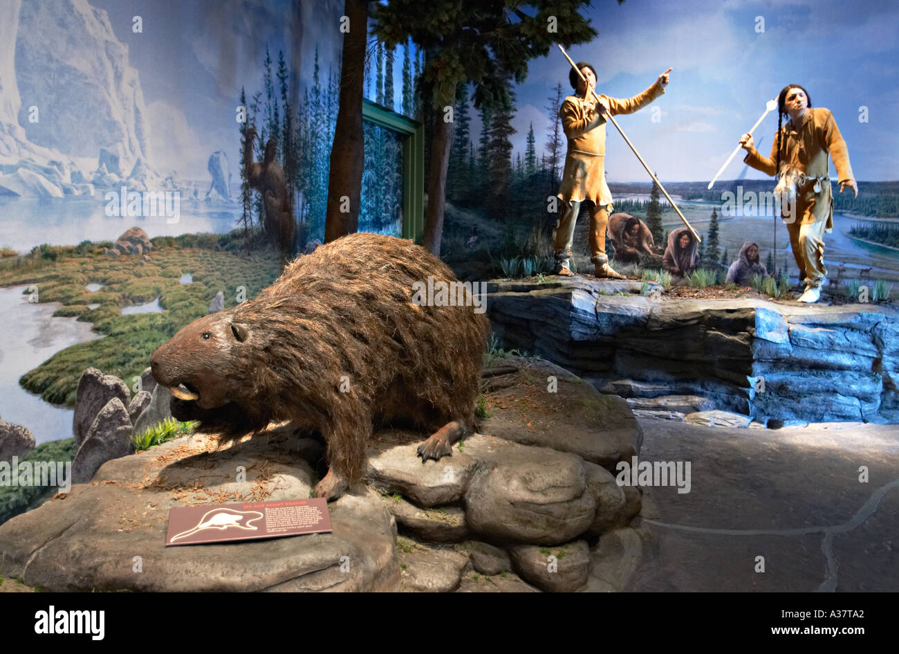 WISCONSIN Kenosha interno del museo pubblico il Wisconsin Storia presentano ice age giant beaver Foto Stock