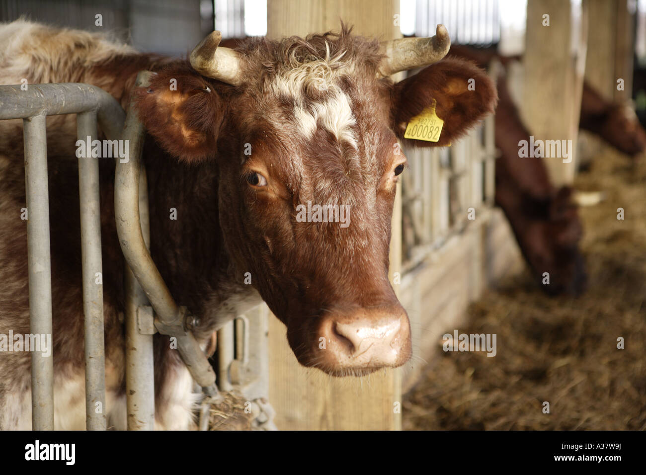 Vacche da latte alimentare sul silaggio in un capannone in una fattoria biologica Scotland Regno Unito Foto Stock