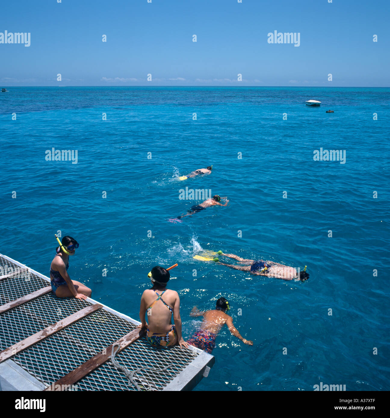 Fare snorkeling la poppa di una barca per gite sulla Grande Barriera Corallina, Cairns, Queensland, Australia Foto Stock