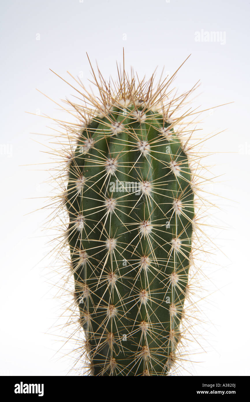 Cactus Foto Stock