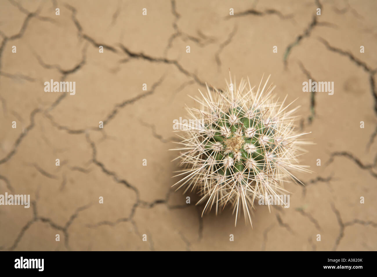 Cactus e terra asciutta Foto Stock