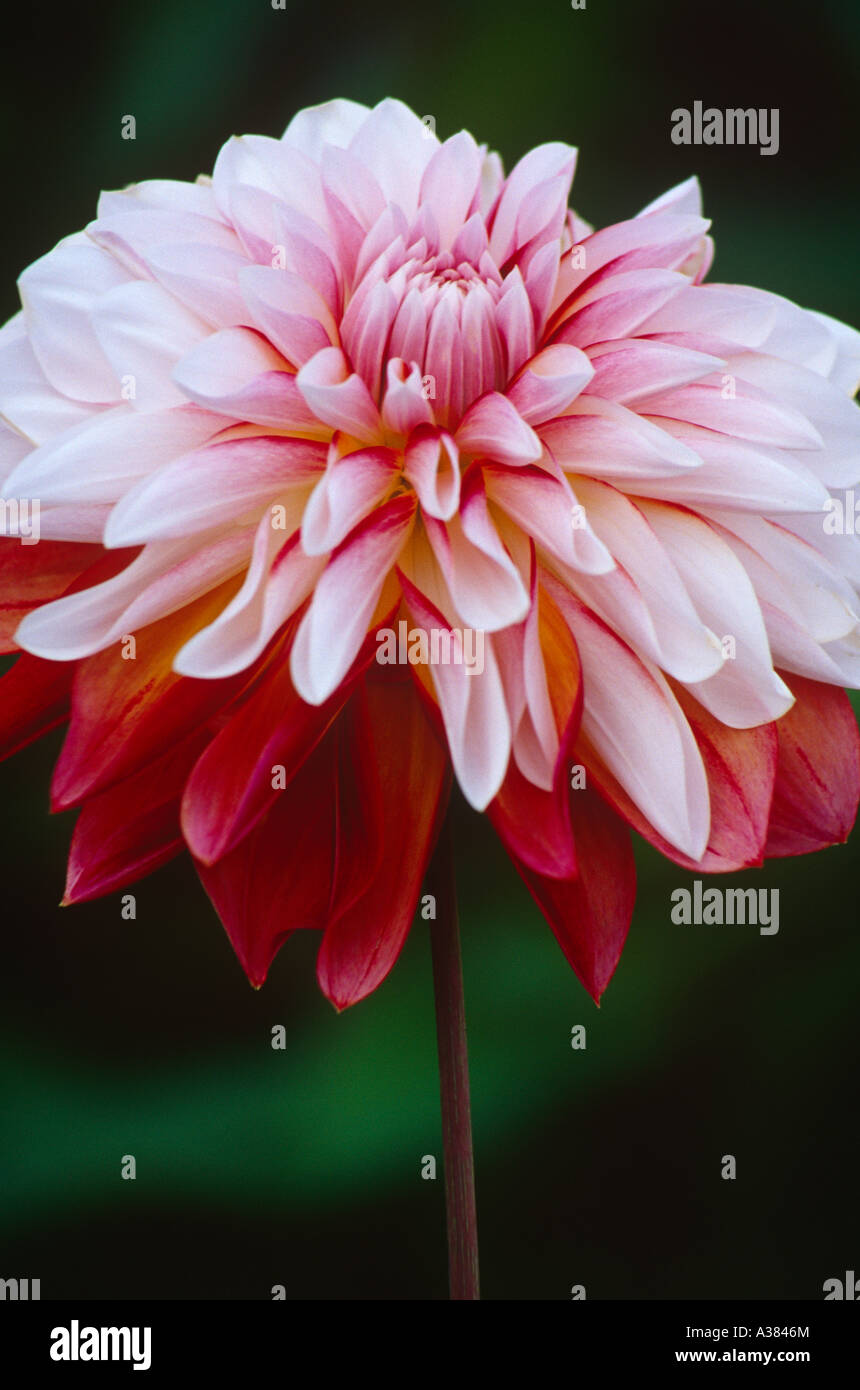 Dahlia " Caraibi " Fantasia Foto Stock