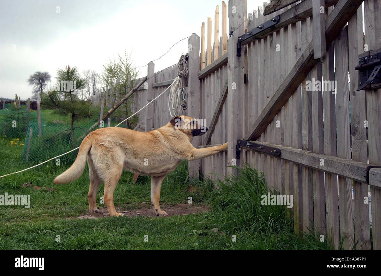 Un cane in beskides in Polonia vicino al confine con la Slovacchia e la Ukrain Foto Stock