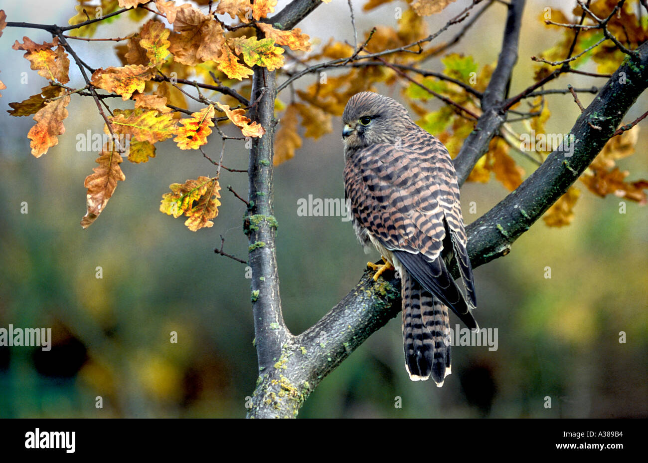 Il Gheppio Falco tinnunculus femmina Foto Stock