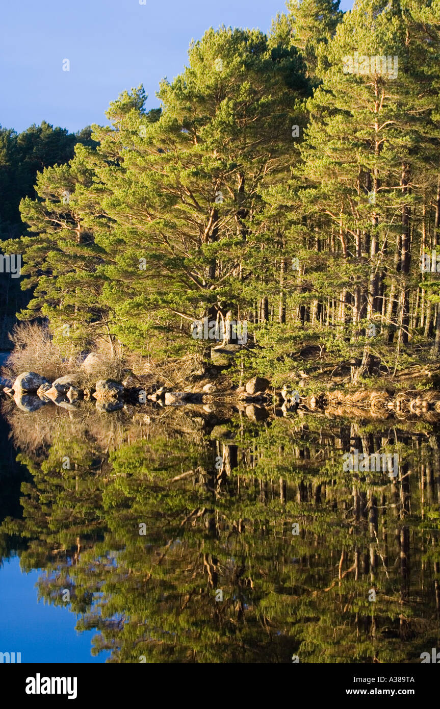 Loch Garten su RSPB Riserva Abernethy Cairngorm Parco Nazionale di Speyside Scozia inverno Foto Stock