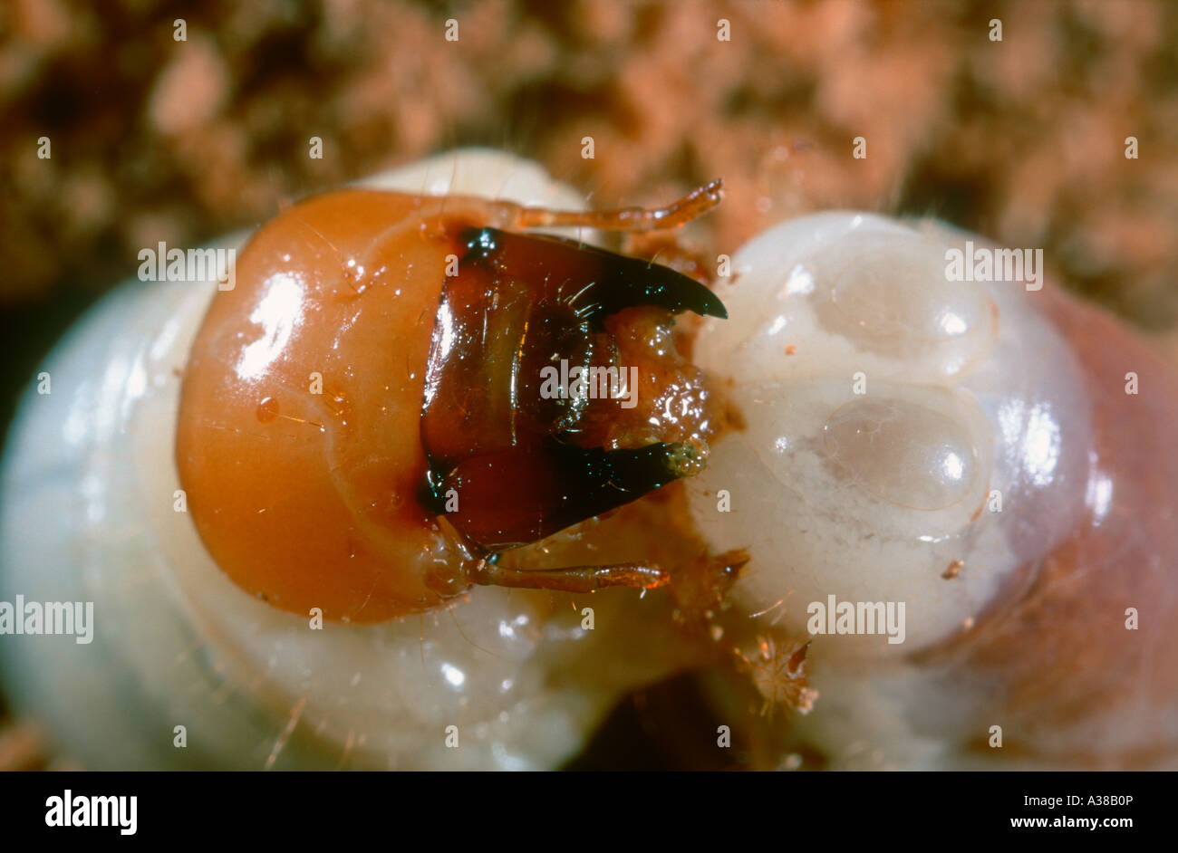Beetle, Famiglia Scarabaeidae. Larva sul decadimento di legname. Testa e bocca dettaglio Foto Stock