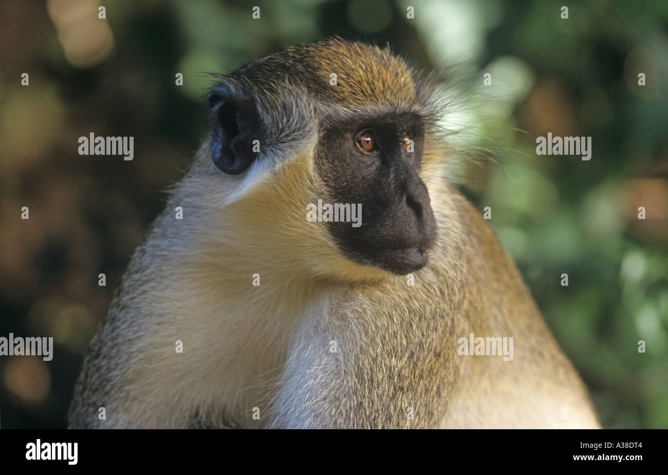 Vervet Monkey Cercopithecus aethiops ora rinominata "Grivet", Foto Stock