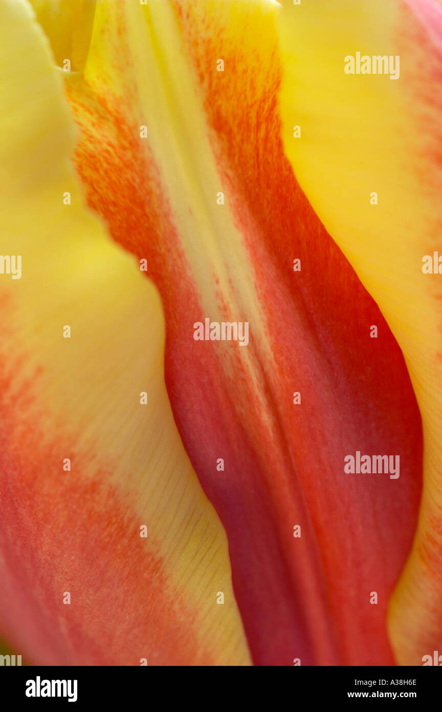 Inghilterra, Regno Unito. Extreme close up del petalo bordi di un rosso e arancio bi-color tulip Foto Stock
