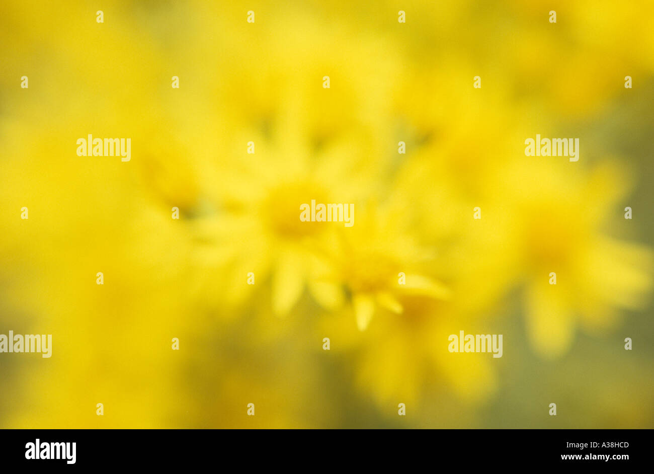 Impressioniste di close-up di fiori d'estate di comune erba tossica o Senecio jacobaea Foto Stock