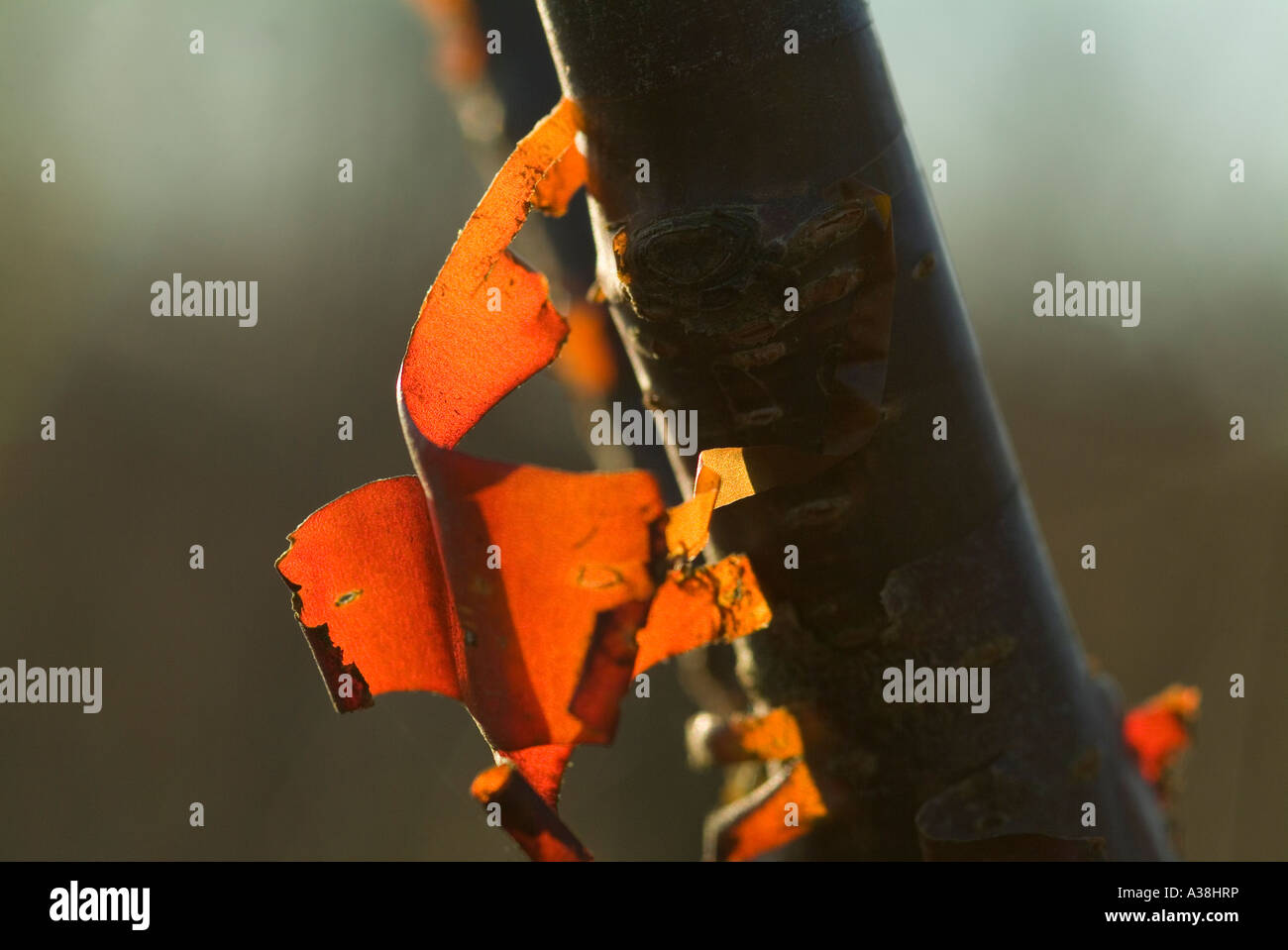 La carta decorativa di corteccia del piccolo albero Prunus serrula Foto Stock