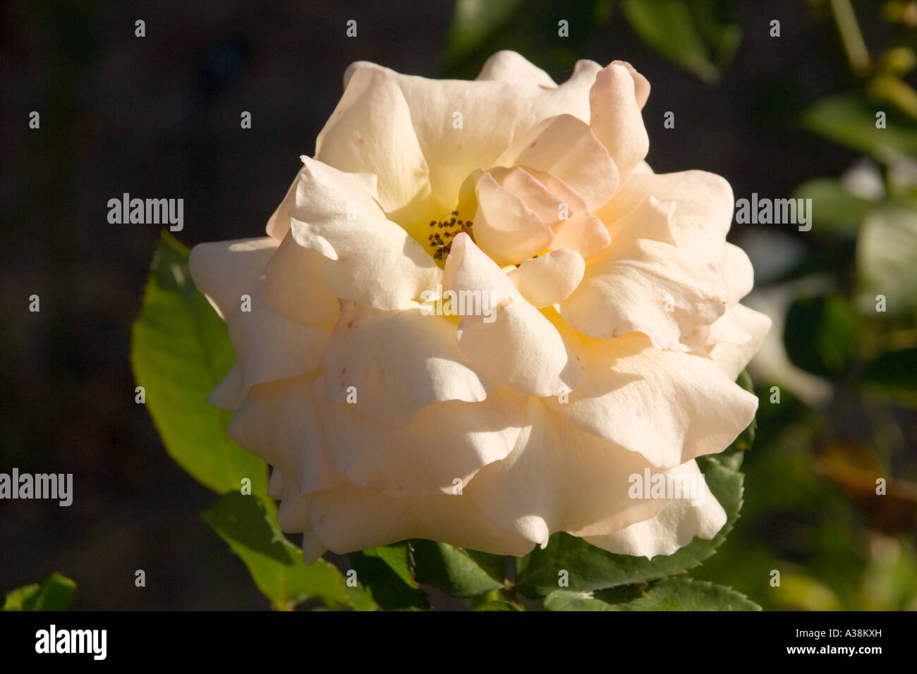 Albicocca nettare rose Foto Stock