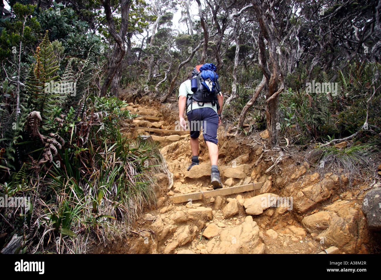 Escursionista sul sentiero attraverso la foresta di rododendri fino a Mt Kinabalu, a 4095m i più alti in Asia SE. Sabah, Borneo Malaysia Foto Stock
