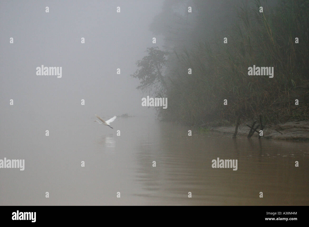 Stork battenti in tutta la banca del fiume Kinabatangan prima dell'alba, Sabah Borneo, Malaysia Foto Stock