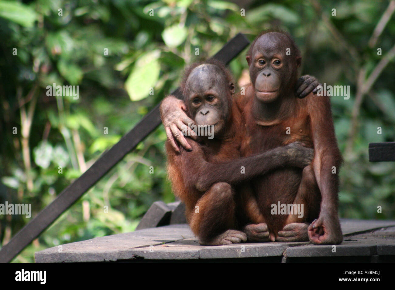 Binomio inscindibile degli orangutan nel loro naturale habitat della foresta pluviale nello stato di Sabah, Borneo Malaysia Foto Stock