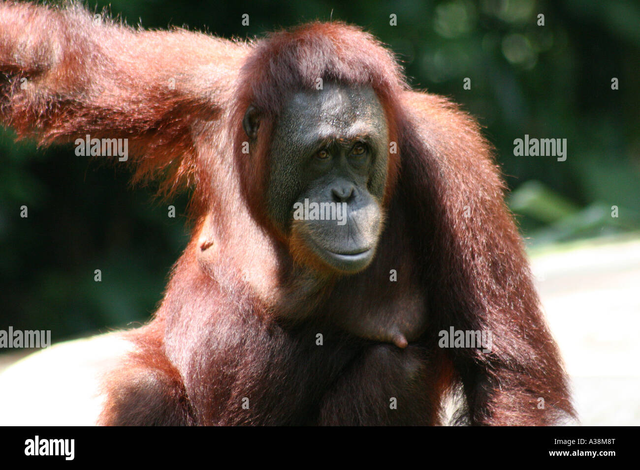 L'Orango Tango nella foresta pluviale naturale habitat nello stato di Sabah, Borneo Malaysia Foto Stock