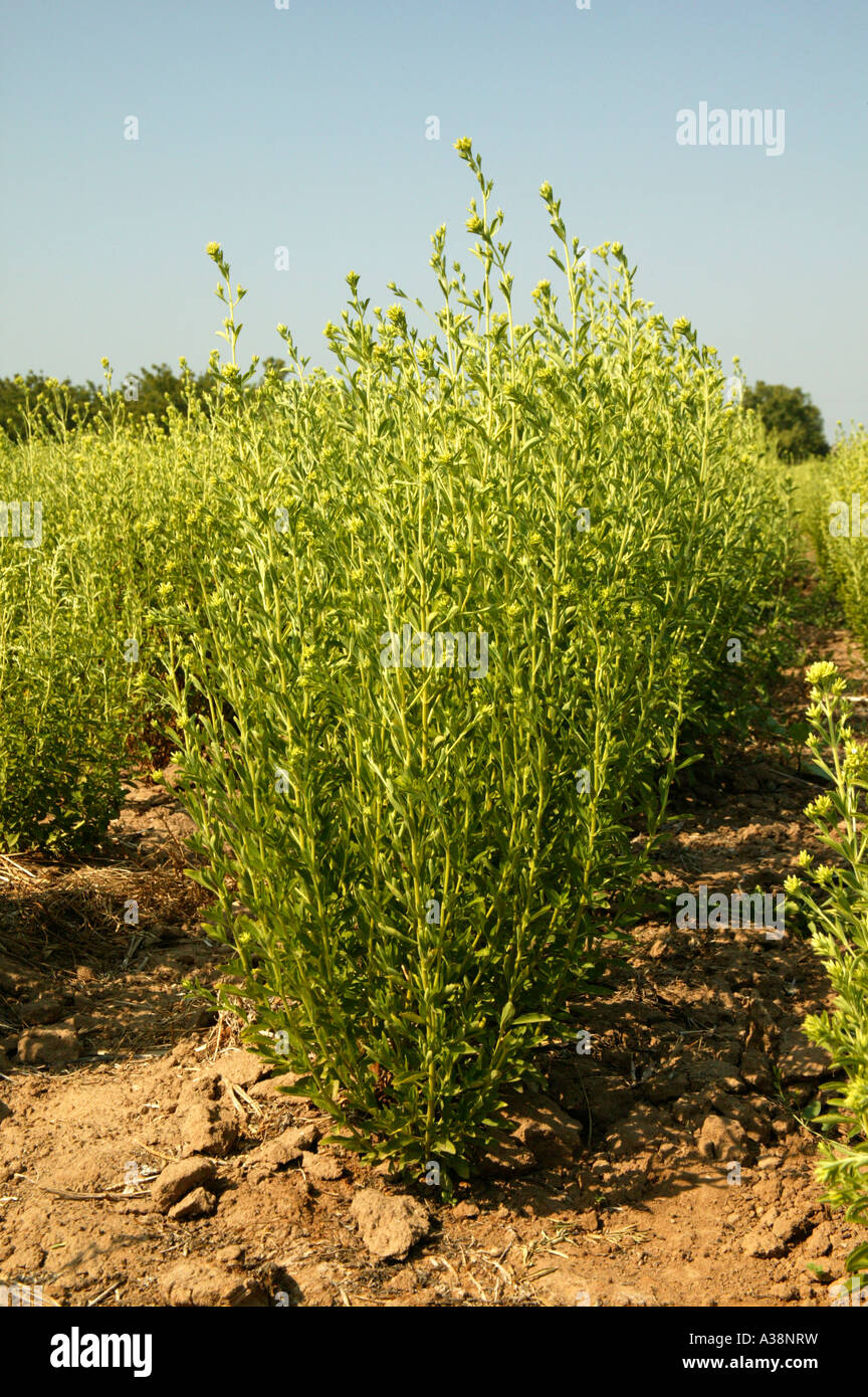 La Stevia pianta fioritura, California Foto Stock