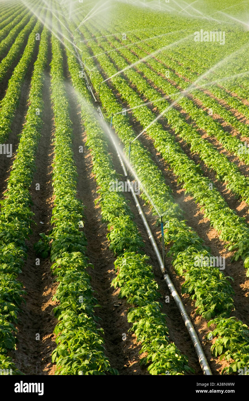 Campo di patate sotto irrigazione di spruzzatore, Bakersfield, California Foto Stock