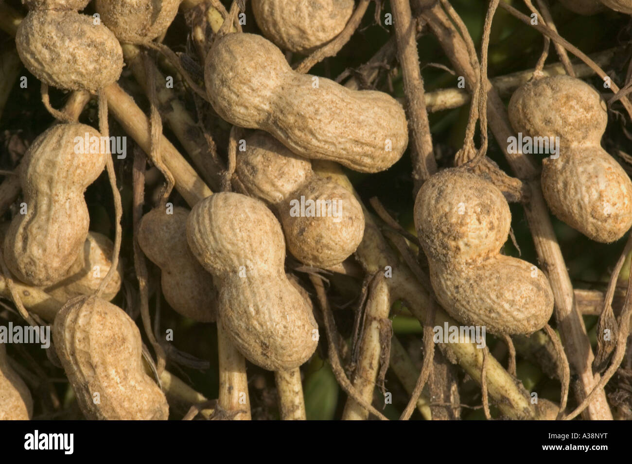 Essiccazione invertito le arachidi in campo. Foto Stock