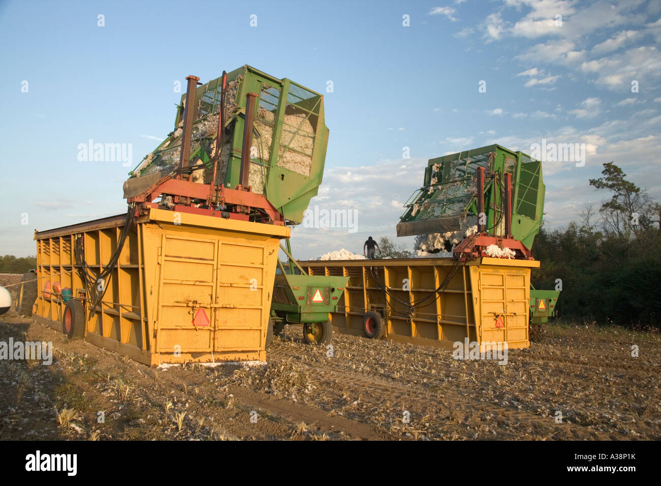 Raccoglitrici di cotone raccolto di dumping bolls nel modulo builder, Georgia Foto Stock