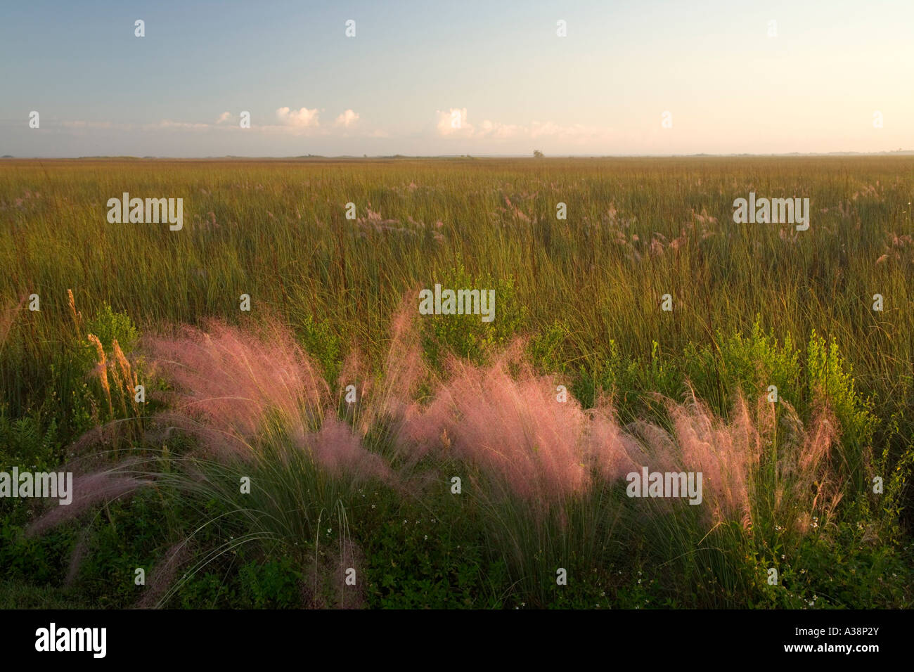 Sawgrass Prairie, la luce del mattino, Everglades National Park, Florida Foto Stock