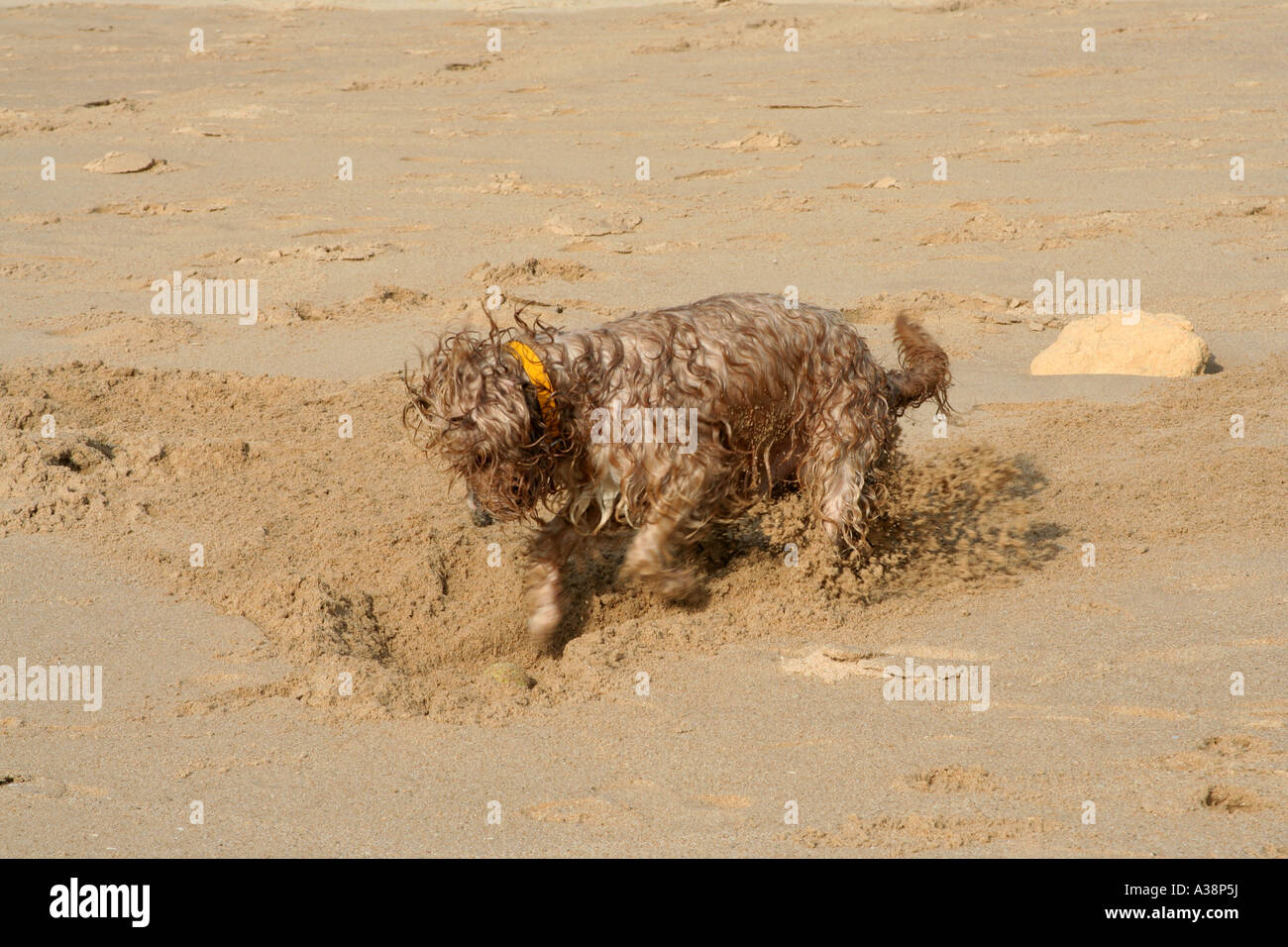 Spaniel cane foro di scavo nella sabbia Algarve Portogallo Foto Stock