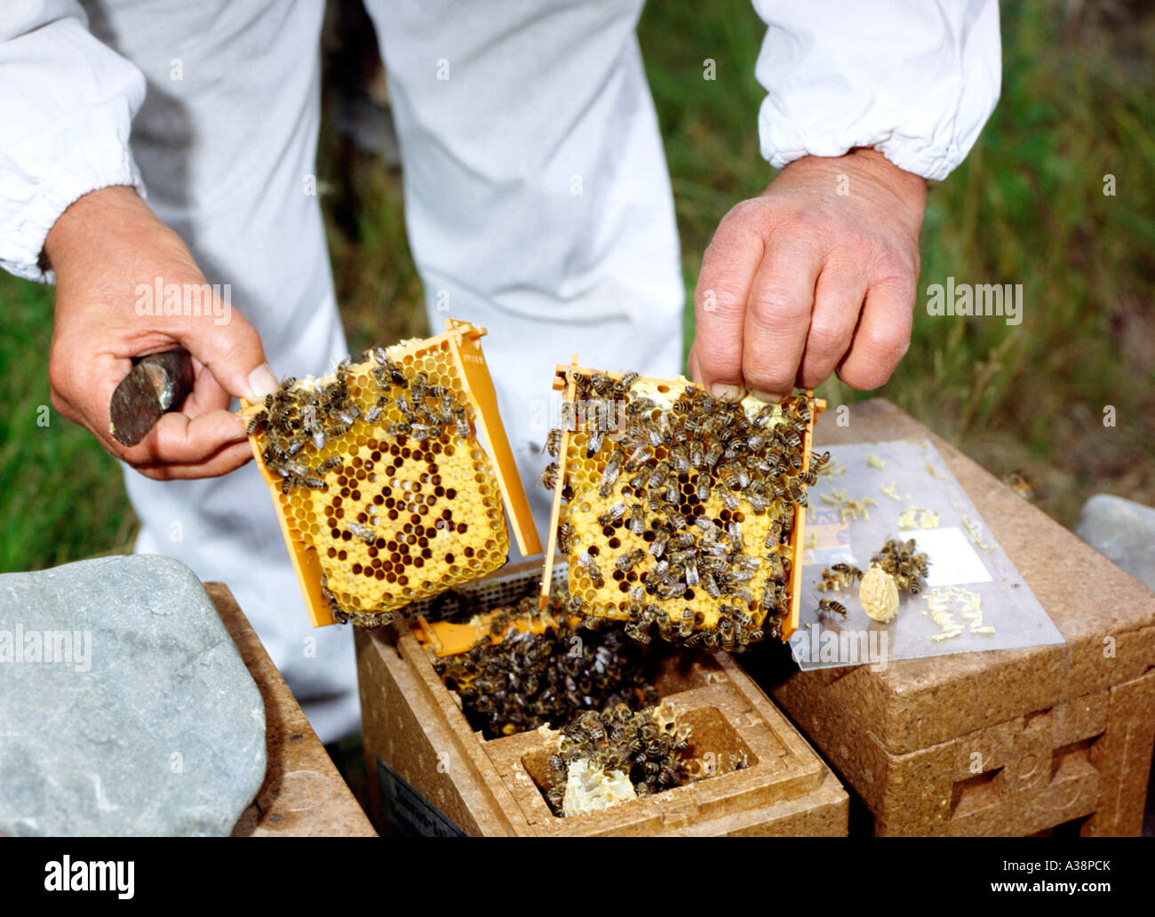 Imker, Bee keeper lavora con il suo alveare Foto Stock